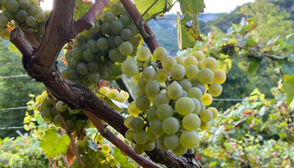 MALLORCA ROBERTO CIPRESSO - GIRÒ ROS